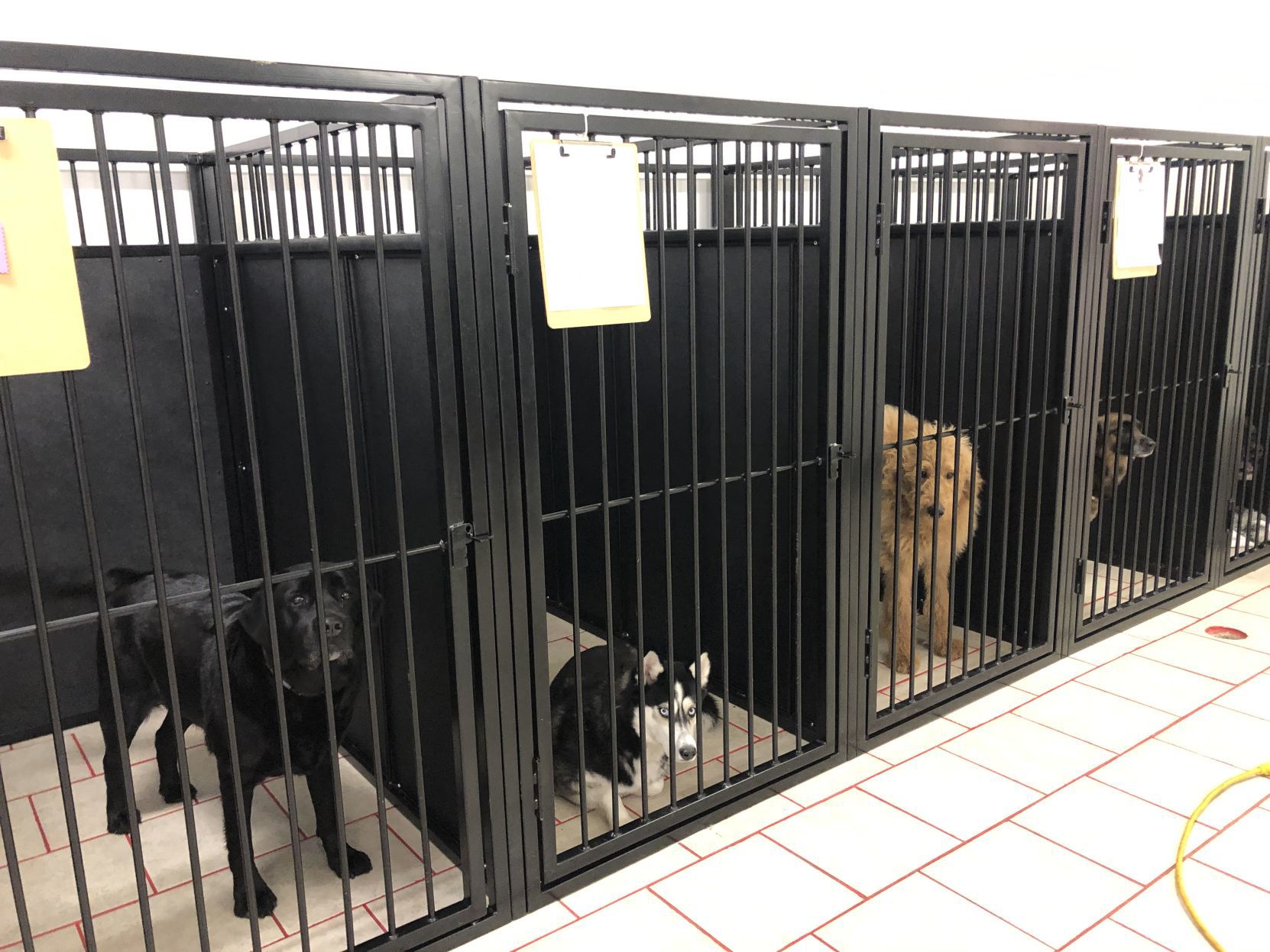 UT kennels